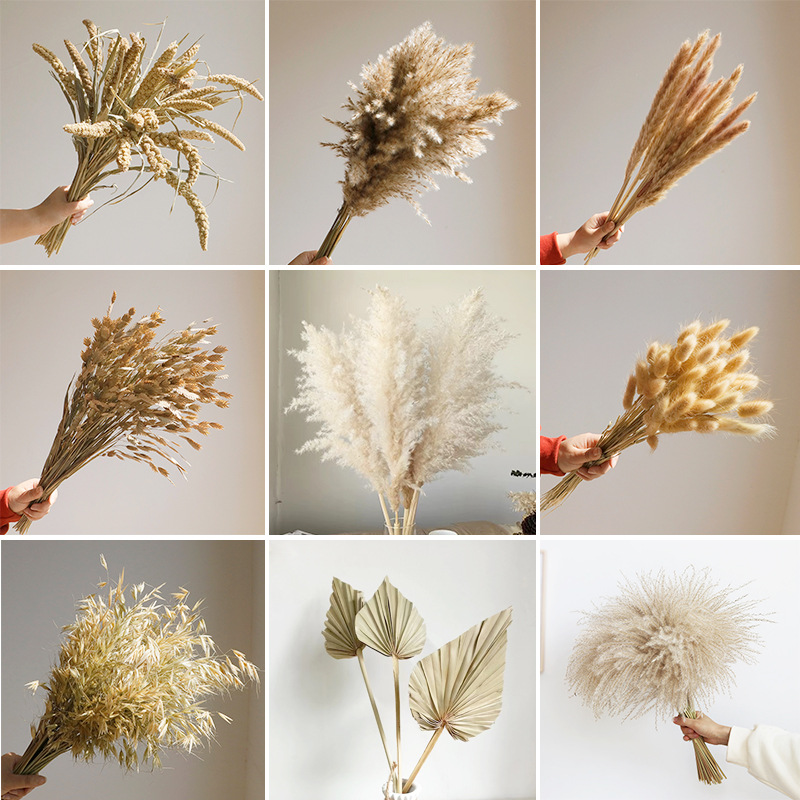 Orchid Phalaenopsis - Wabi-sabi dried flowers natural reed real