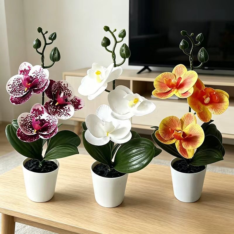 Mini Butterfly Orchid Potted P - đánh giá và giá Orchid Phalaenopsis