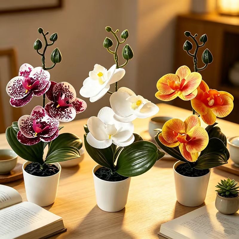 Mini Butterfly Orchid Potted P - đánh giá và giá Orchid Phalaenopsis