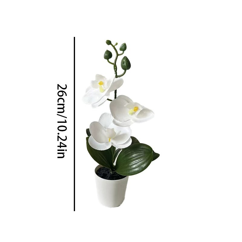 Mini Butterfly Orchid Potted P - đánh giá và giá Orchid Phalaenopsis