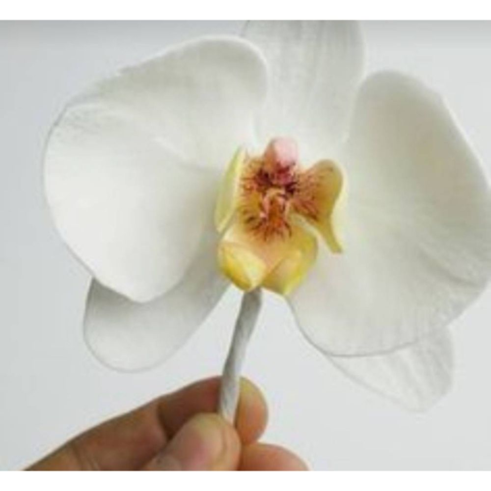 Orchid Flower Metal Cut Dies S - đánh giá và giá Orchid Phalaenopsis