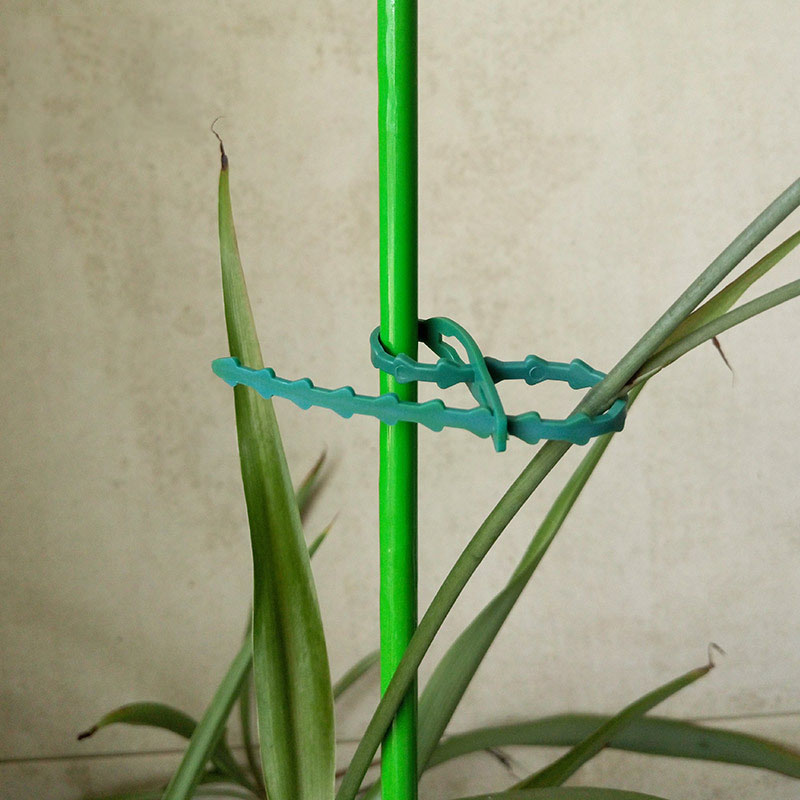 50/100Pcs Reusable Garden Cabl - đánh giá và giá Plant Parent Tools