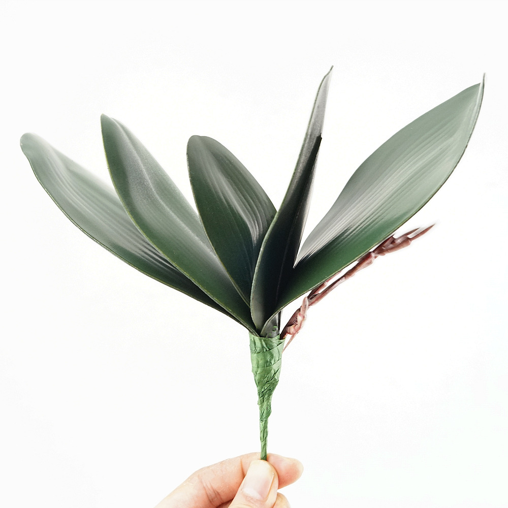 3pc Eva Simulation Phalaenopsi - đánh giá và giá Orchid Phalaenopsis