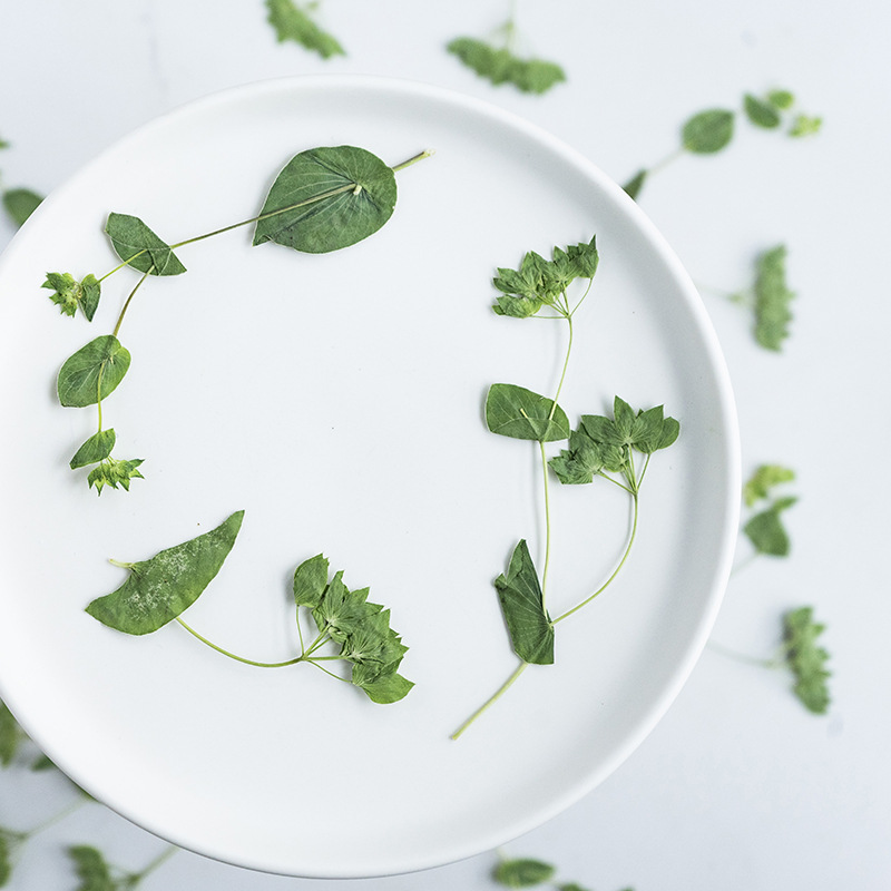 60Pcs Rabbit Ear Grass with Br - đánh giá và giá Plant Parent Sticker